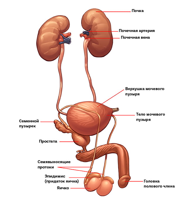 анатомия мужской половой системы