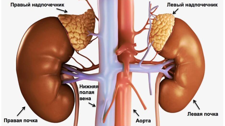Анатомия почки и надпочечника